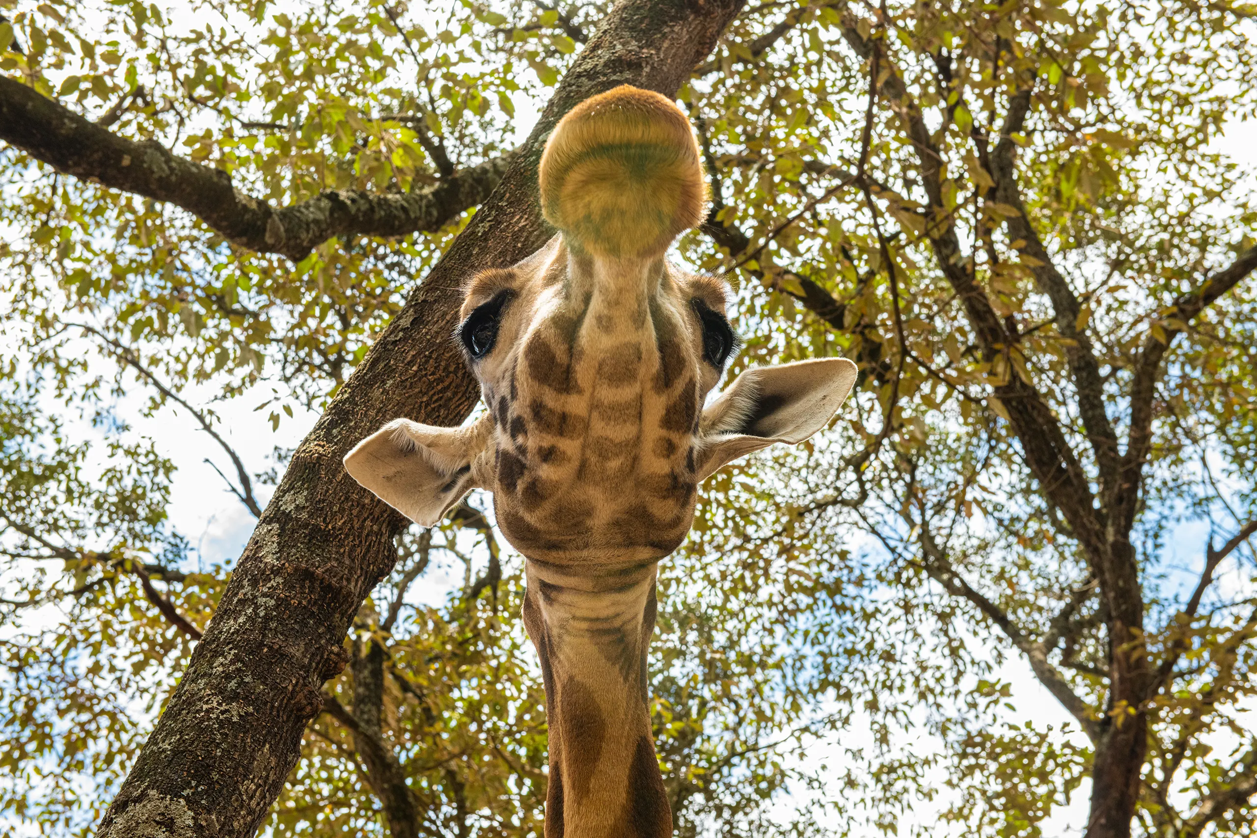 A unique low angle perspective of a giraffe looking directly down into the camera lens.
