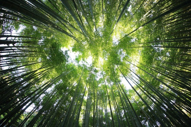 green trees rise up towards the sky