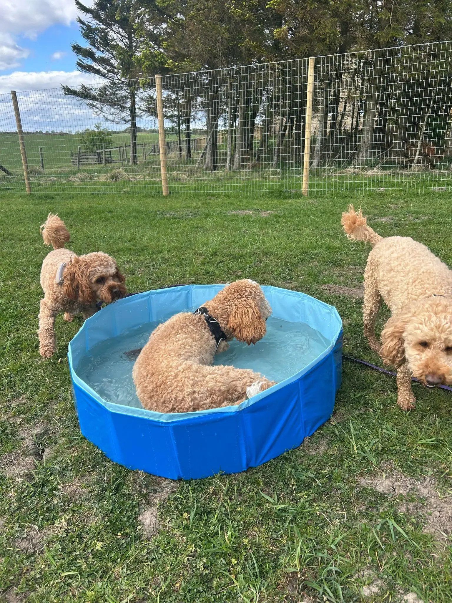 Dogs playing in a paddling pool outdoors