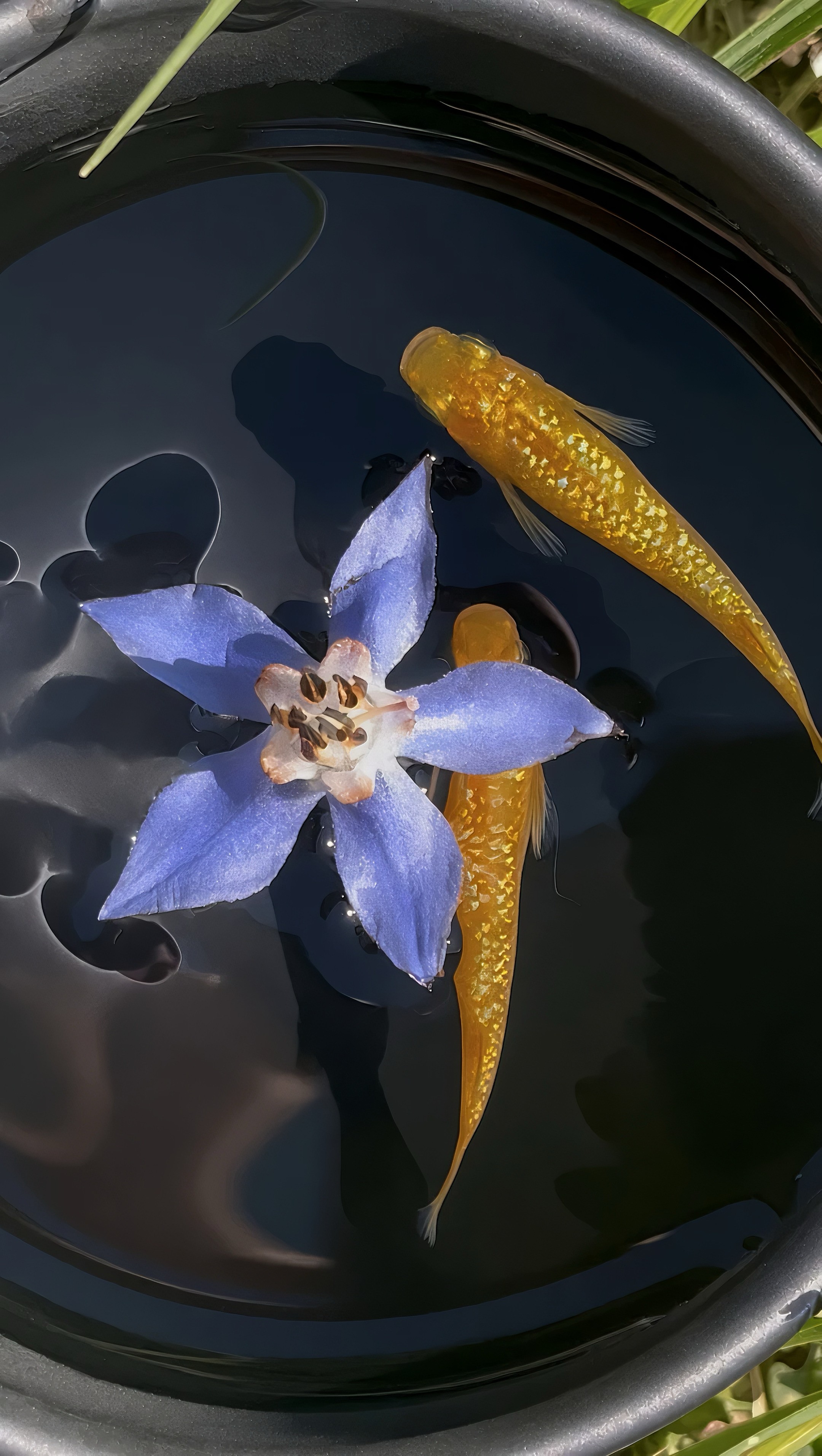 Deux medakas dorés nageant autour d'une fleur bleue dans un bac noir.