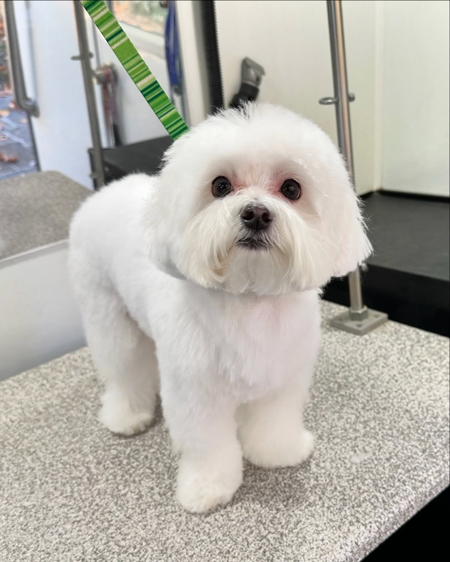 Fluffy white dog with freshly groomed coat standing indoors in Maryland