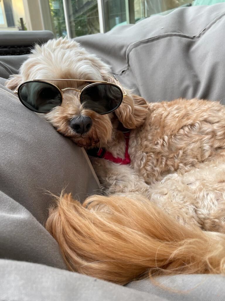 Dog wearing glasses as PeakFriend chair