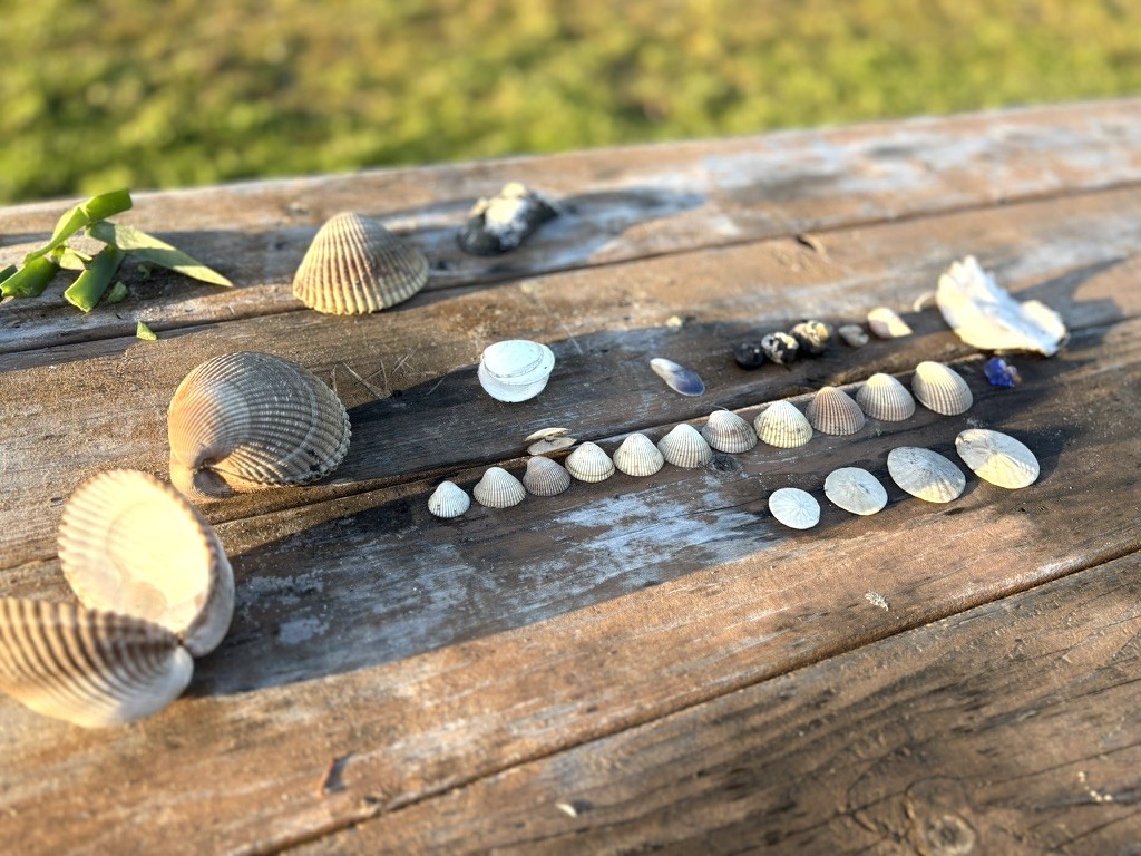 Shells collected on a tide pooling walk near Crescent City