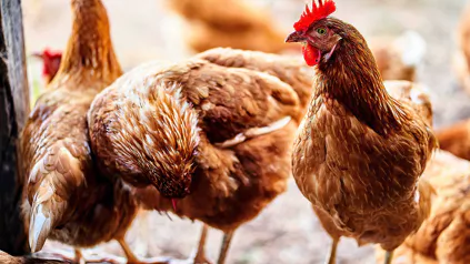 Laying hens