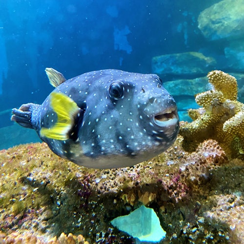 Ein gefleckter Kugelfisch, gelb und grau, schwimmt in der Nähe von Korallen in einem Aquarium. Blaues Wasser und ein felsiger Hintergrund sind sichtbar.