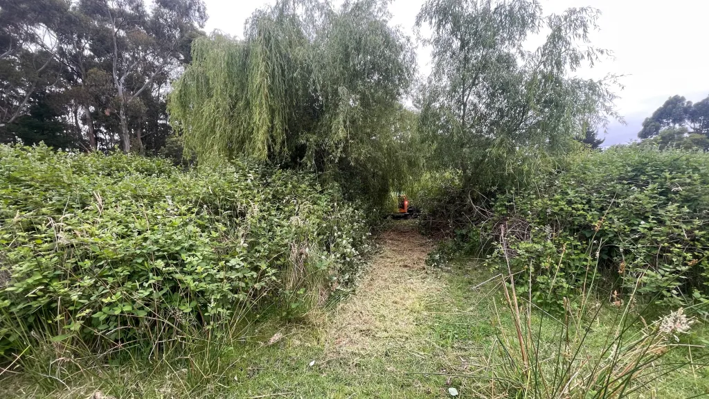 A demonstration of the paths the Green Climber can carve through dense blackberry bushes