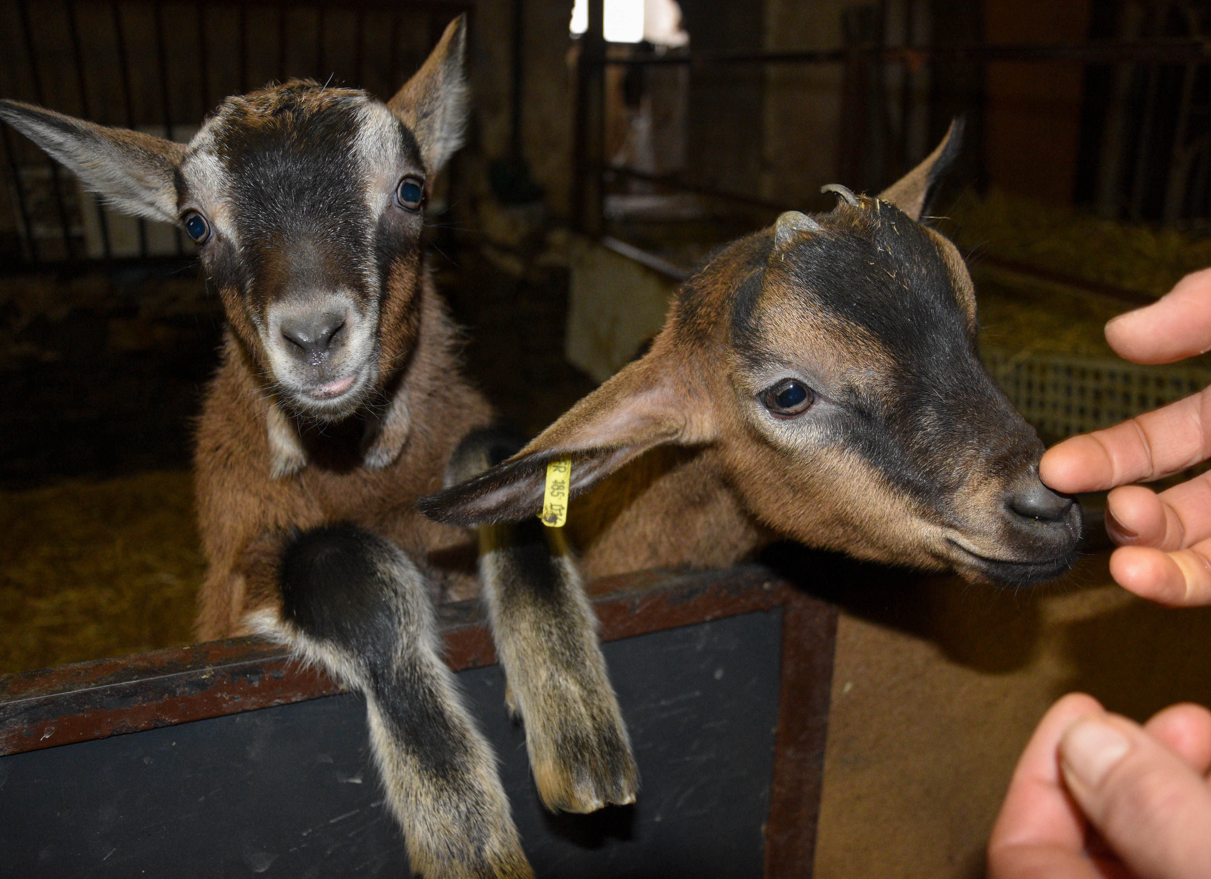A group of goats in a farm