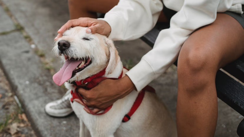 A happy white dog wearing a red harness is stroked and cuddled by a person seated on a bench outdoors.