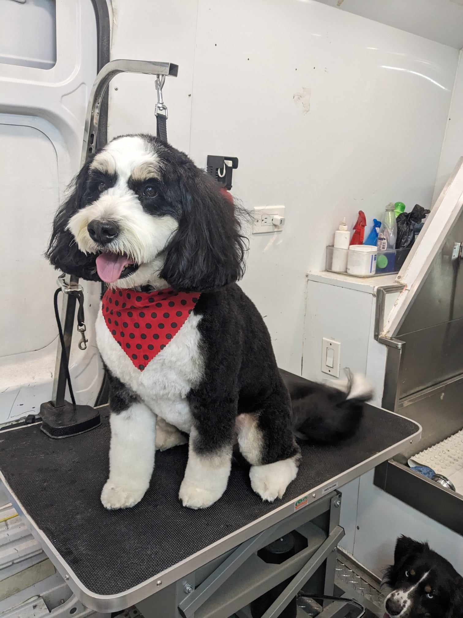 Medium Dog Grooming Full Groom Photo - Wags To Riches Dog Grooming