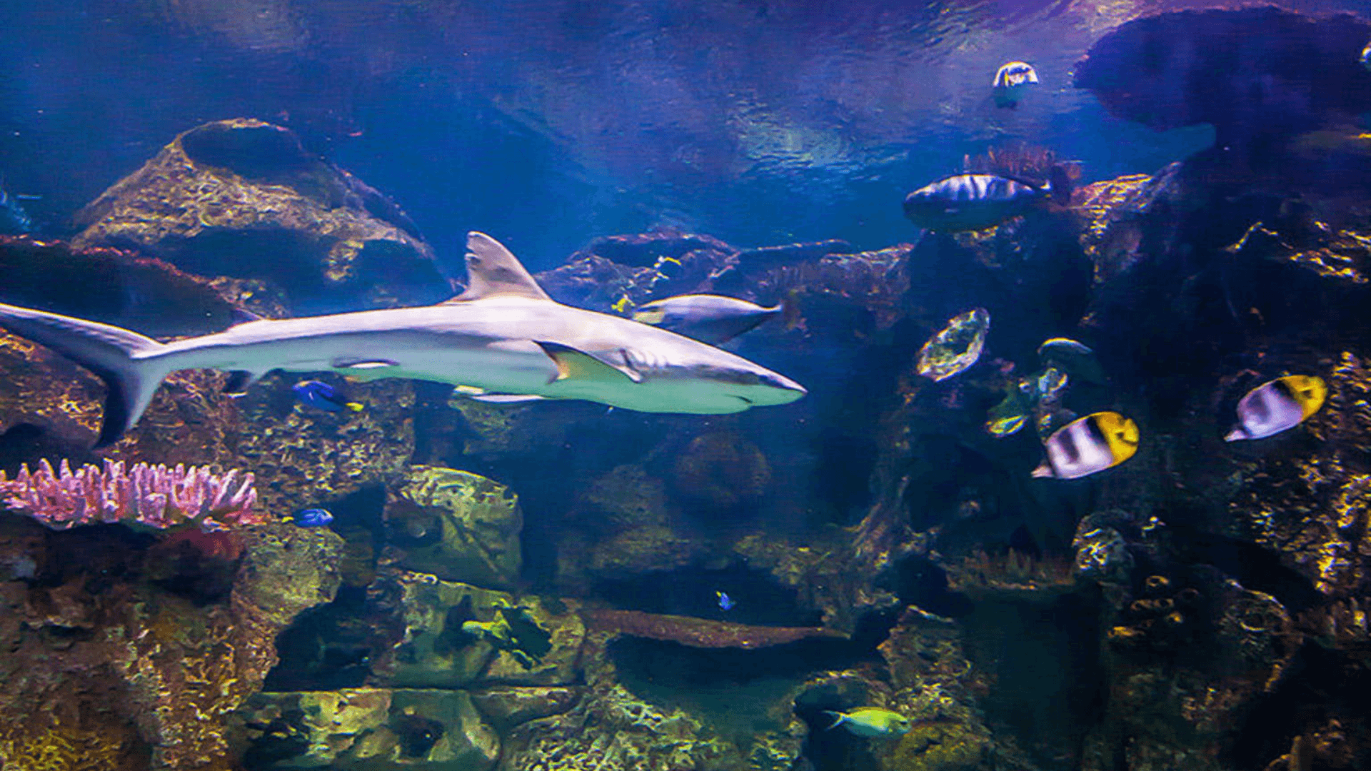 Explore over 2,000 aquatic animals and reptiles in 14 unique exhibits at shark reef aquarium at mandalay bay