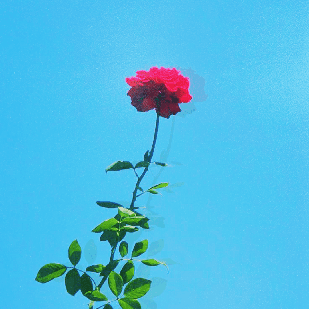 cover art for jantoje