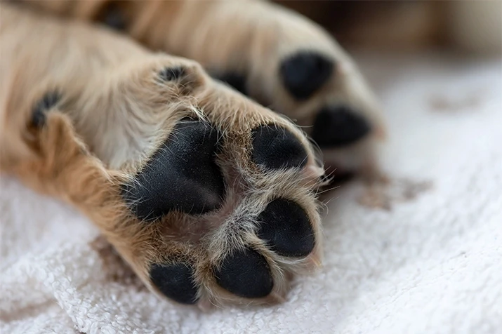 Close-up of a dog’s paws on the ground, representing the presence of dogs in residential and public areas where bite injuries can occur