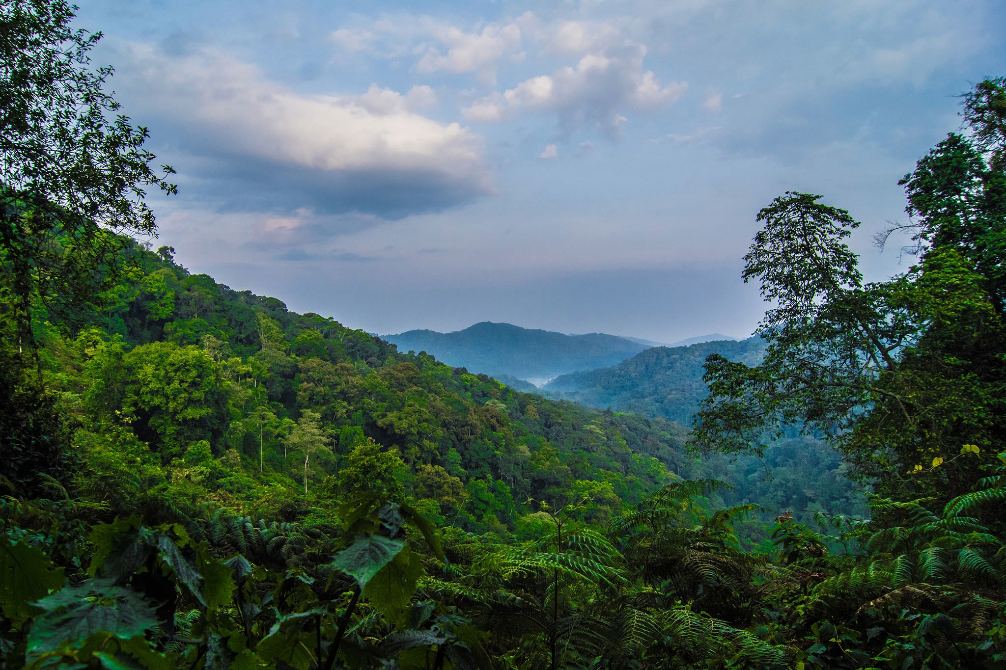 Bwindi Forest
