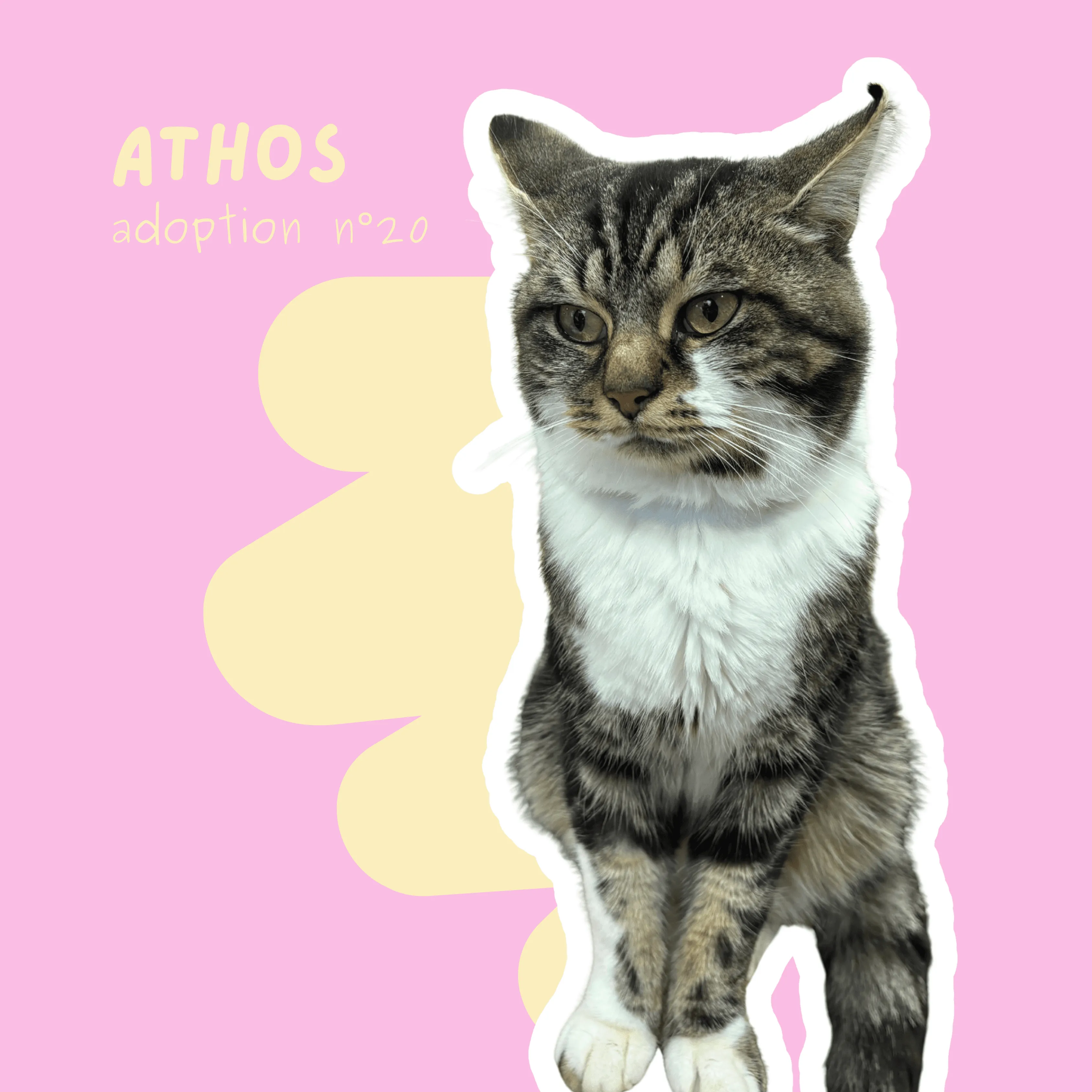 chat-athos