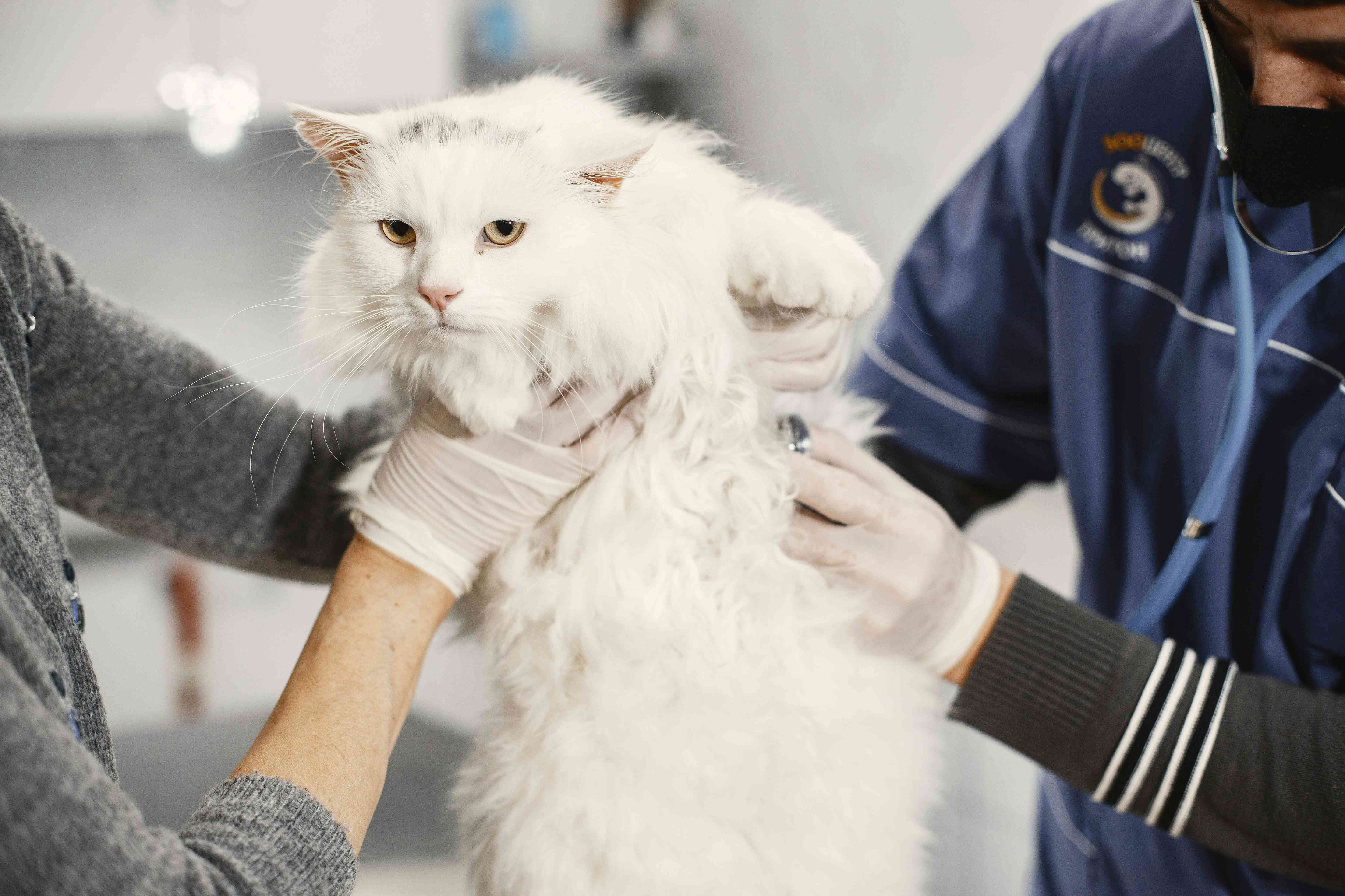 A cat getting checked by the veterinarian at the pet clinic