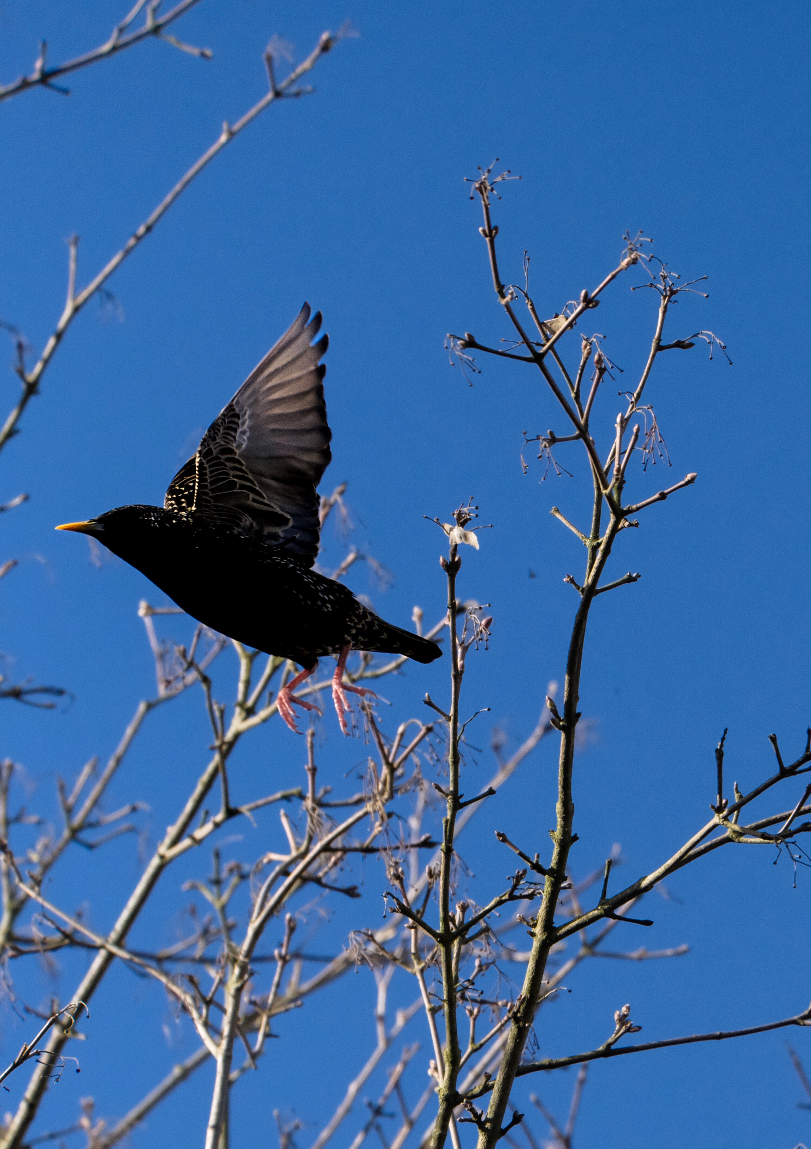 A common starling with speckled plumage captured in mid-flight, wings spread wide as it takes off from bare tree branches.