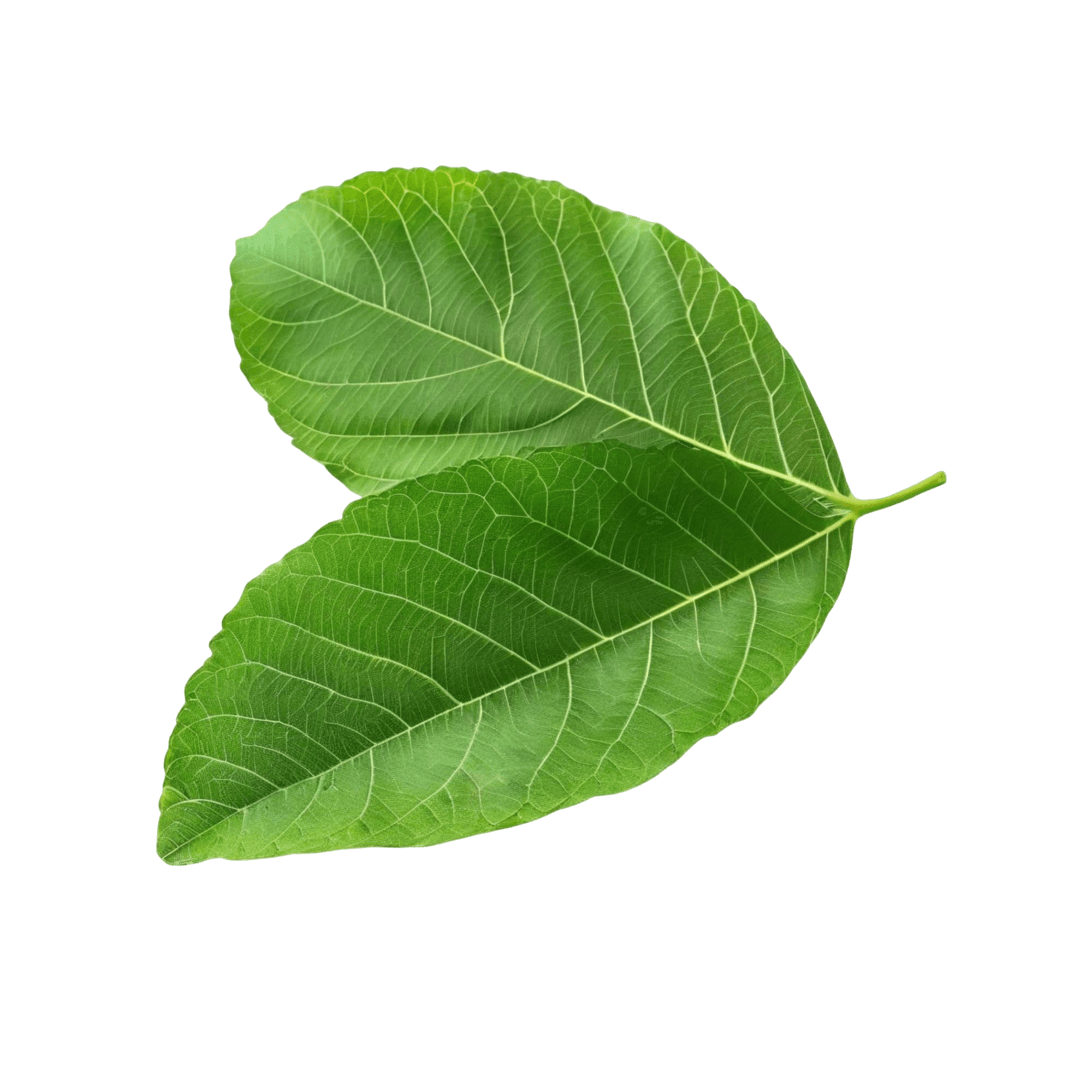 Leaf Shape