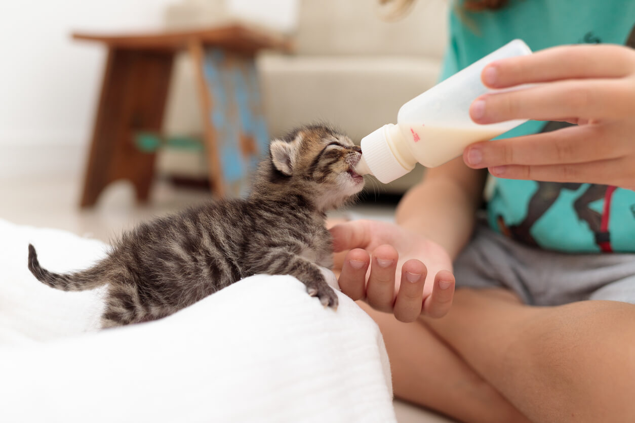 baby kitten being fed with milk bottle