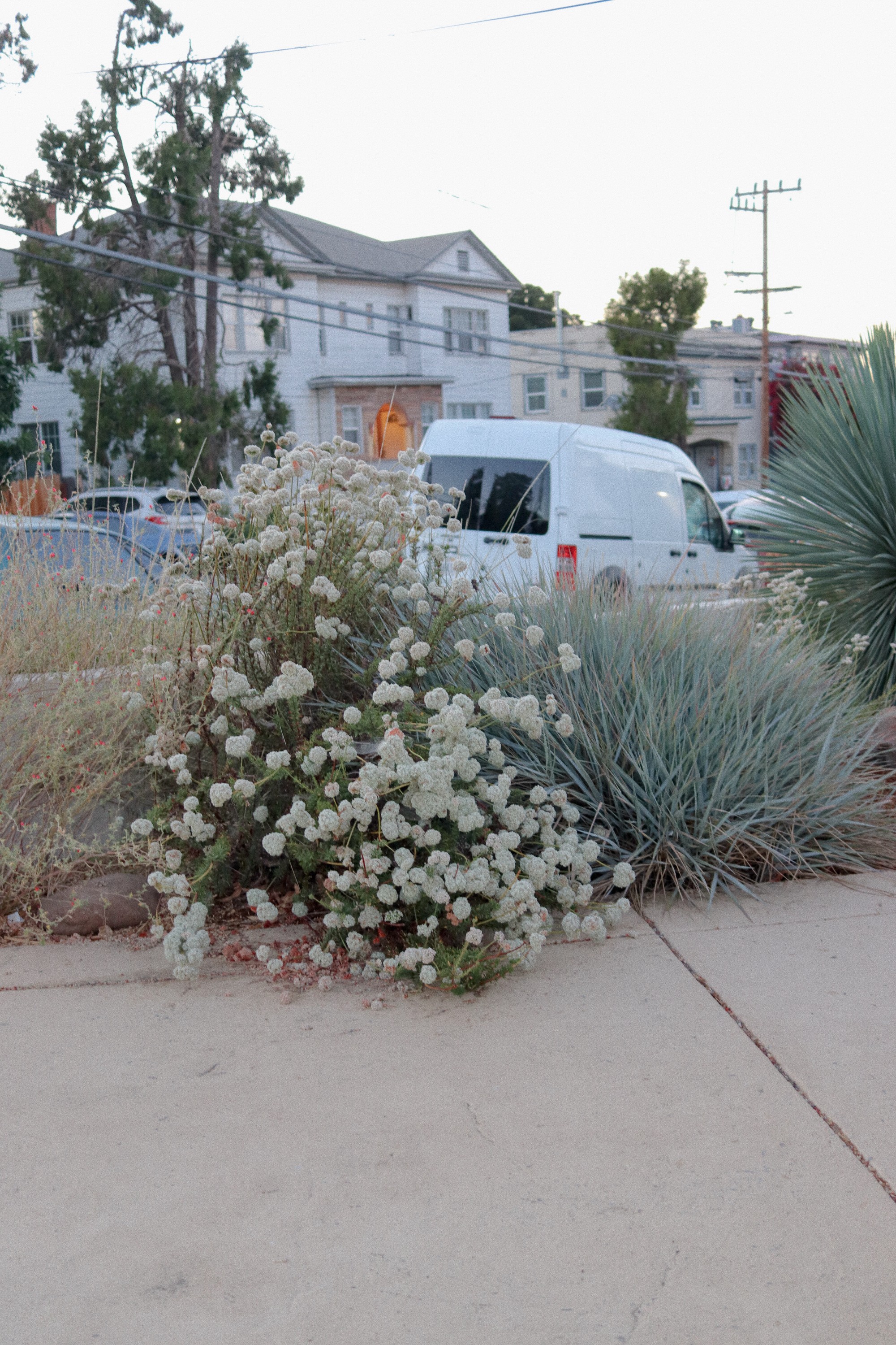 Blooming