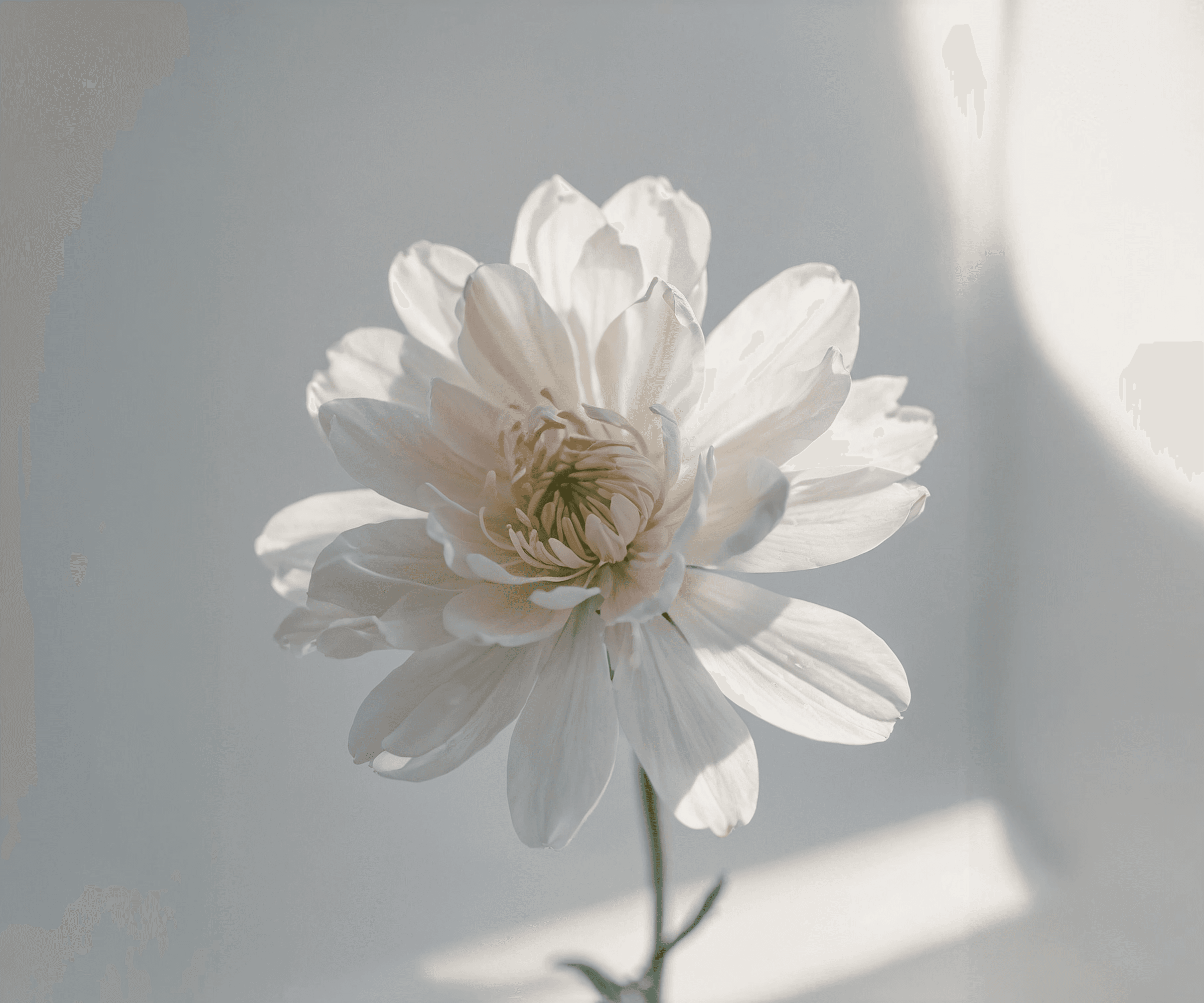 Close-up of a white flower in soft window light with gentle shadows on a pale gray background.