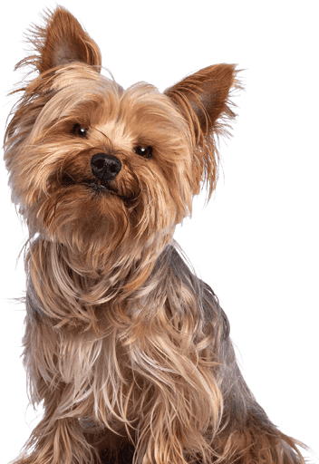 Yorkshire Terrier after a precision cut from a pet grooming Dubai specialist.