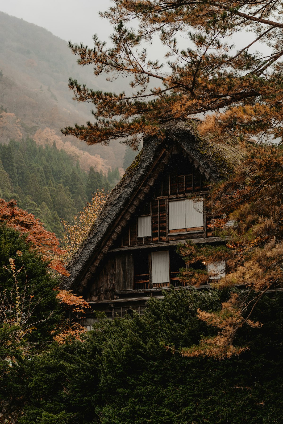 Thatched-roof gassho-zukuri farmhouse surrounded by trees in Shirakawa-go UNESCO village in the Japanese Alps