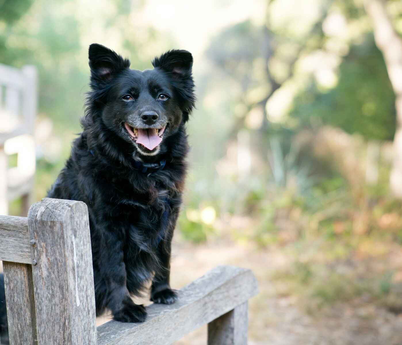 Black dog on a bench