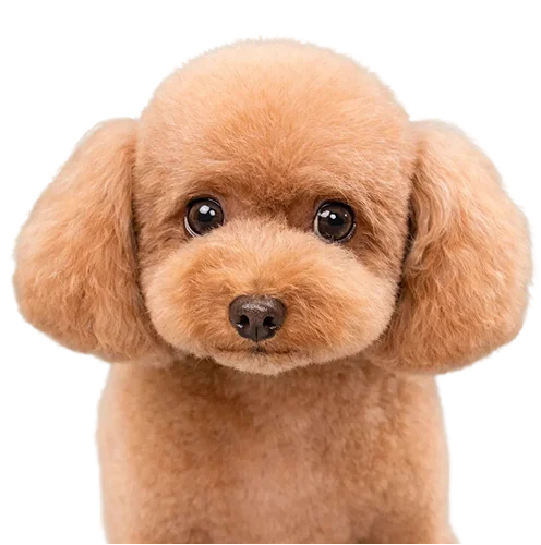 Poodle after professional grooming