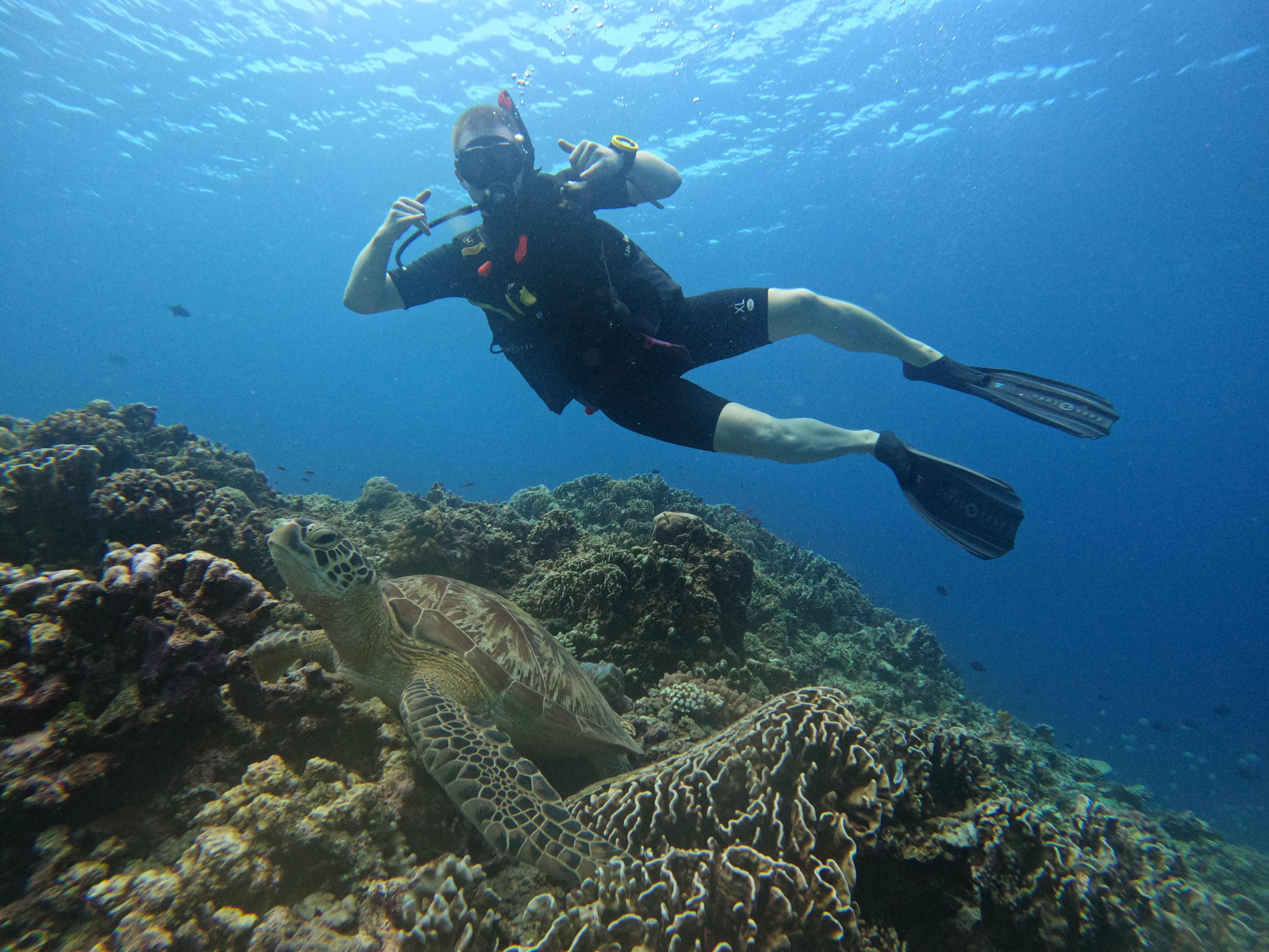Diving with turtles