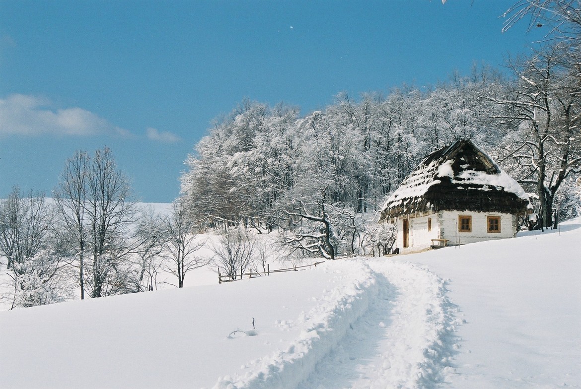 Close-up of lush, dark green leaves, some glossy and wet, against a muted background.