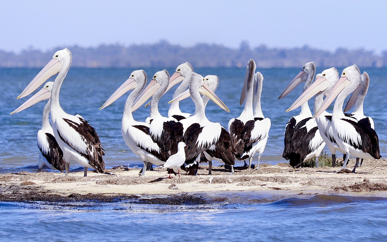 澳大利亚鹈鹕聚集在沙洲上，观赏巨型动物和海豚巡游。