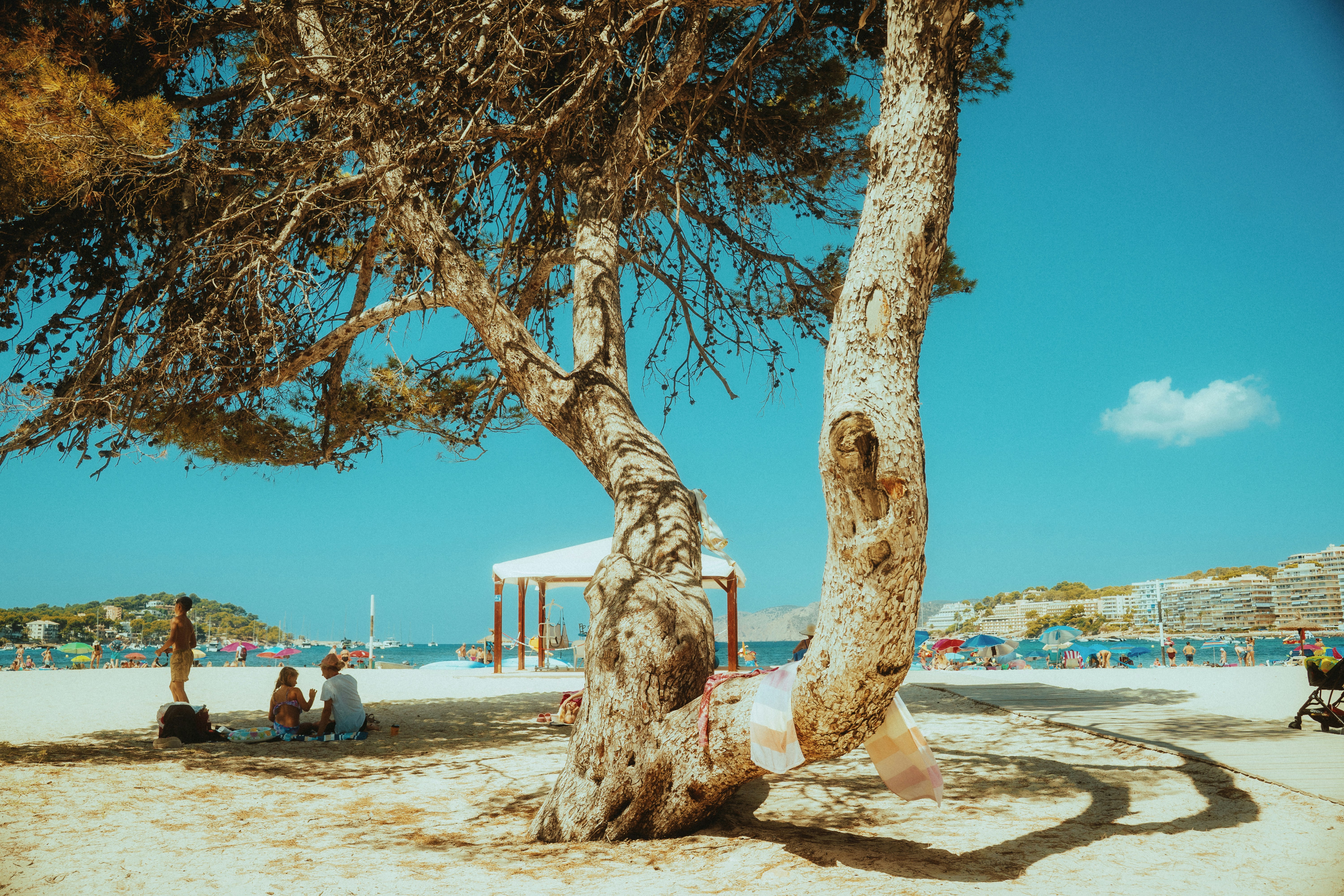 Sunny beach with people under a large tree.