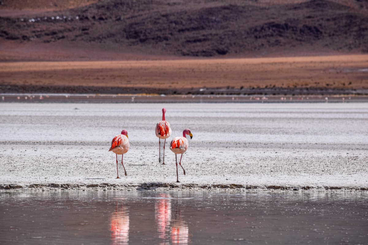 Soda Lake Habitat