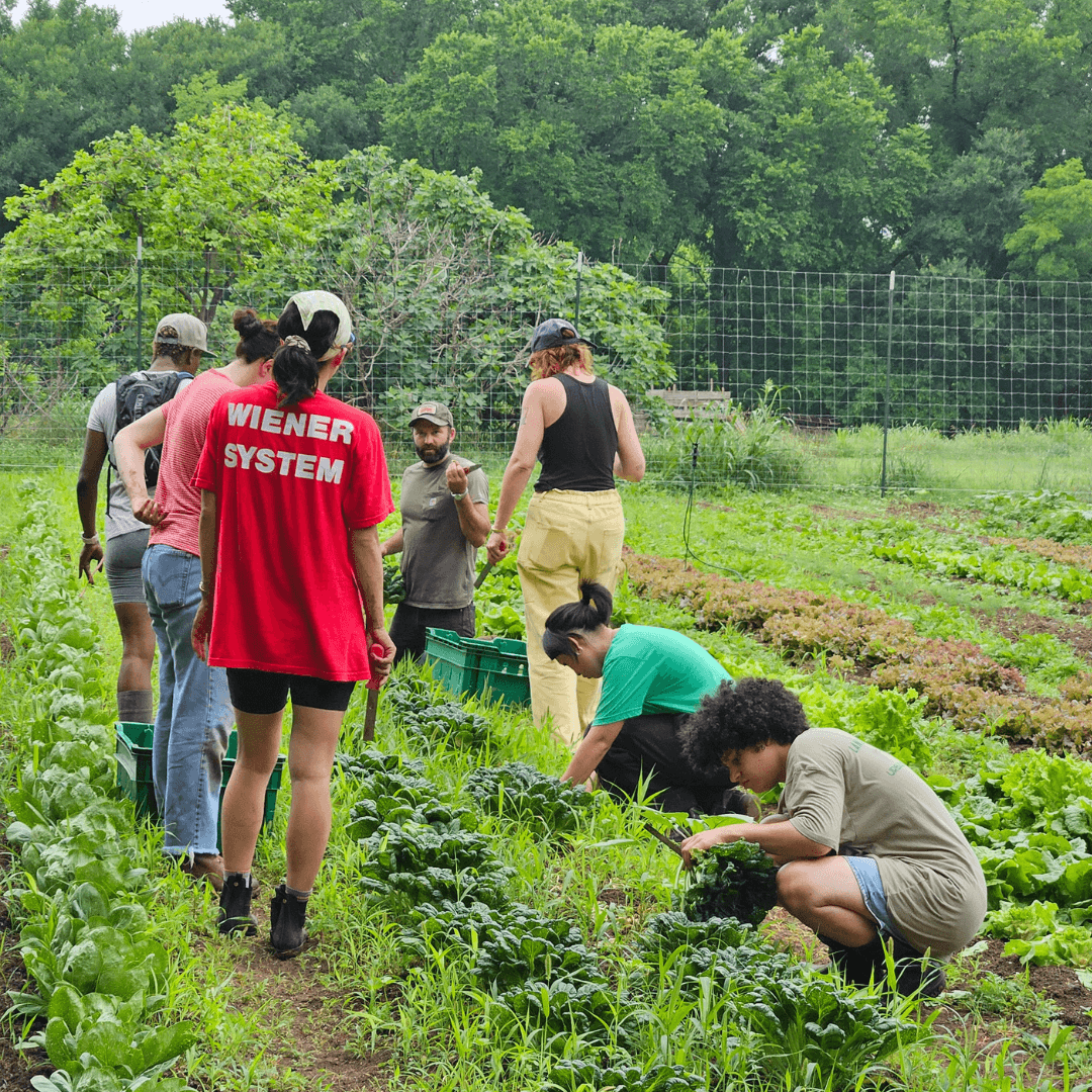 Photo By: Urban Roots