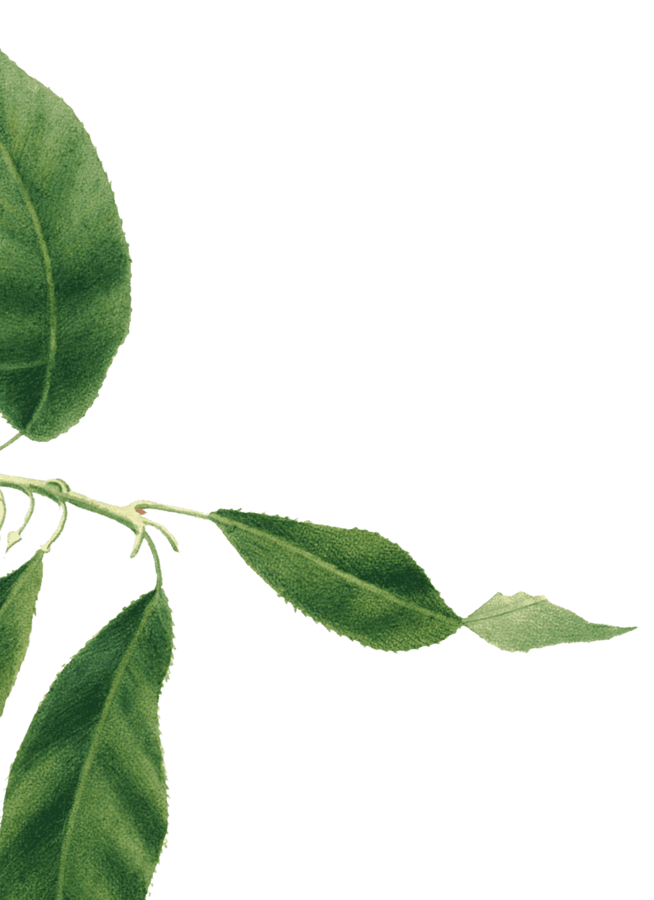 Minimal green leaf graphic