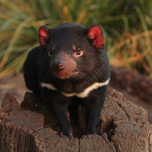 A Tasmanian devil with a white chest patch sits on a tree stump, surrounded by green foliage.