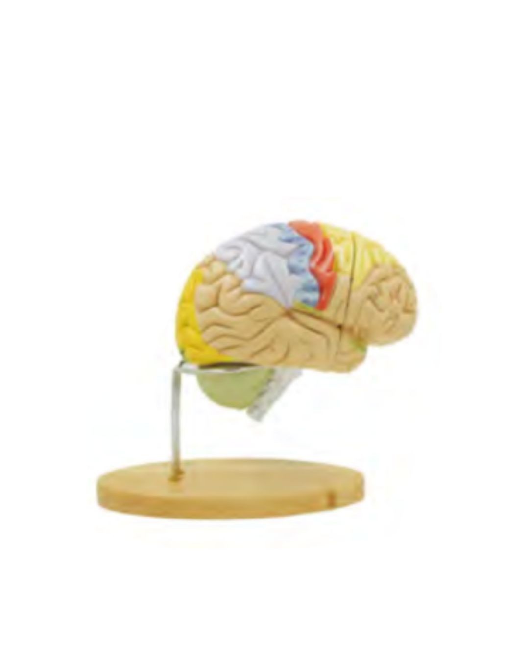 Brain Model