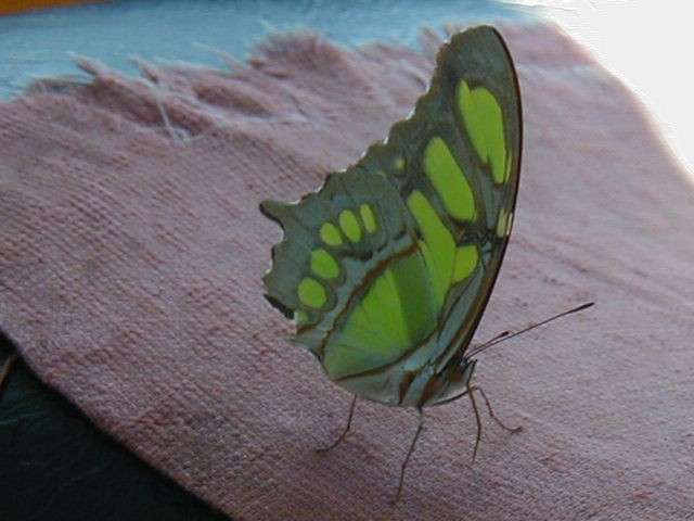 Borboleta de asas verdes e pretas pousada sobre tecido rosado