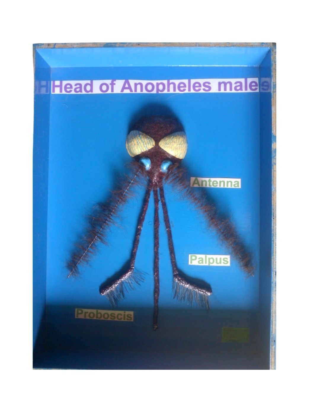 Head of Anopheles Male