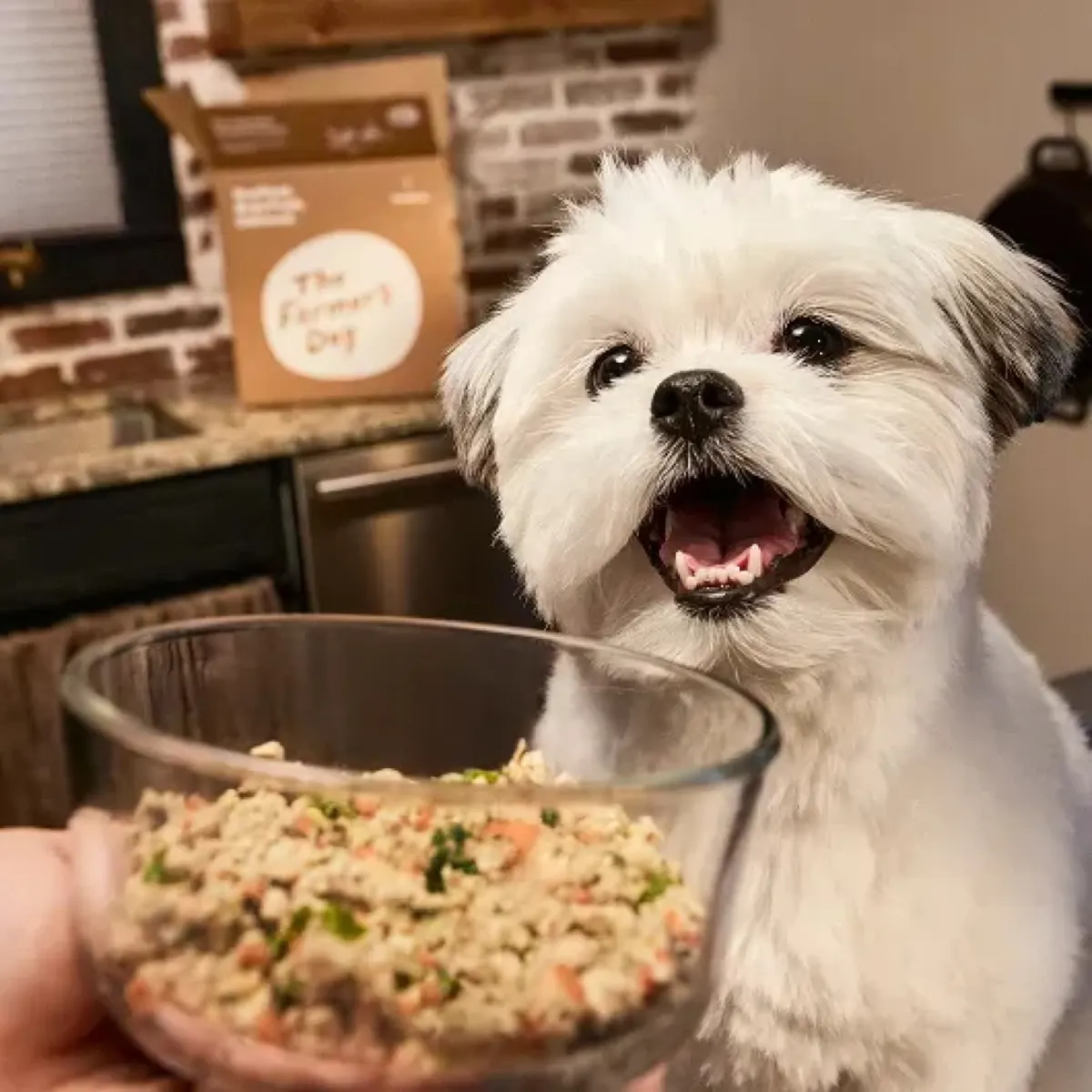 Small white dog beside a bowl of fresh food