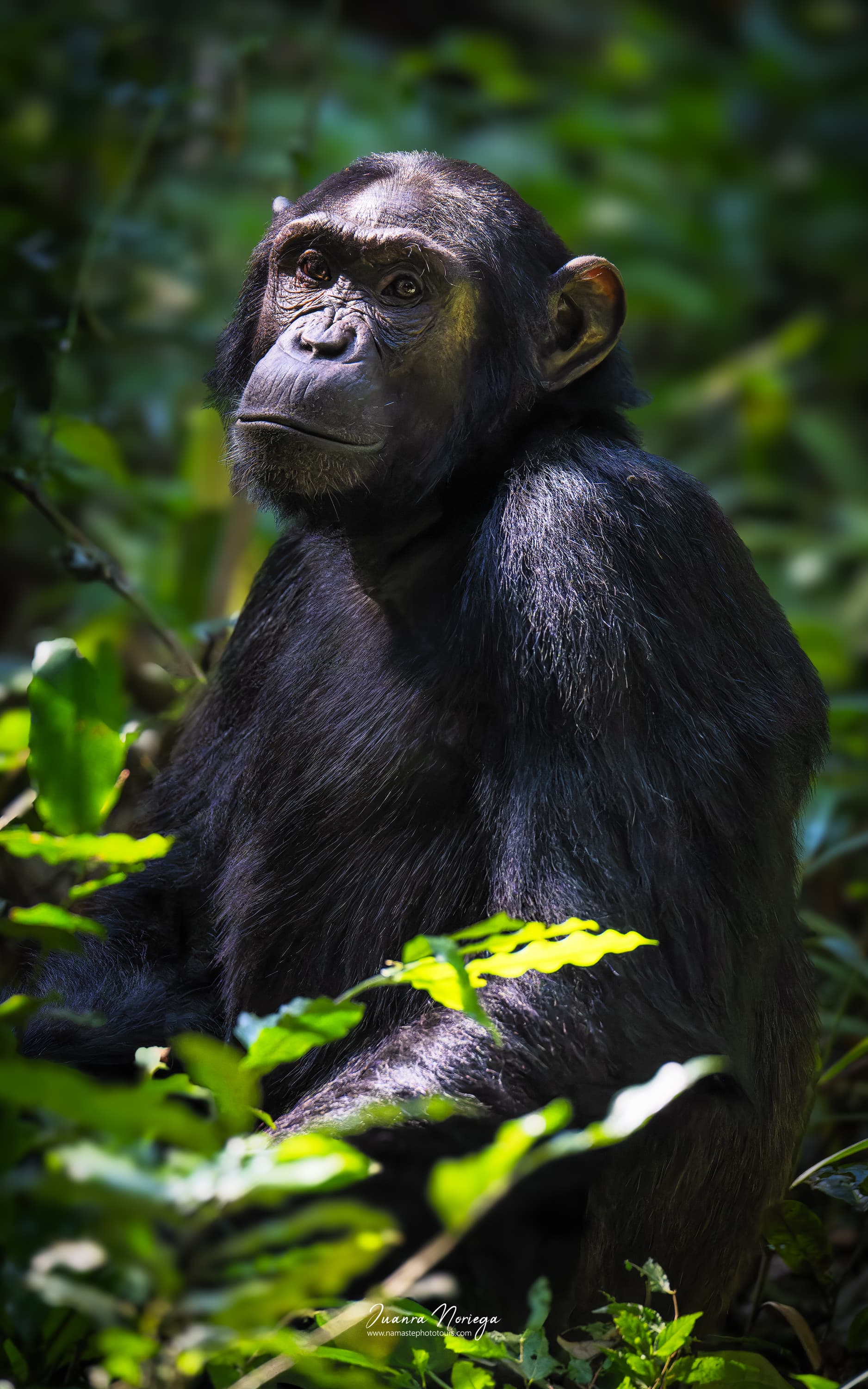 Chimpance en Uganda