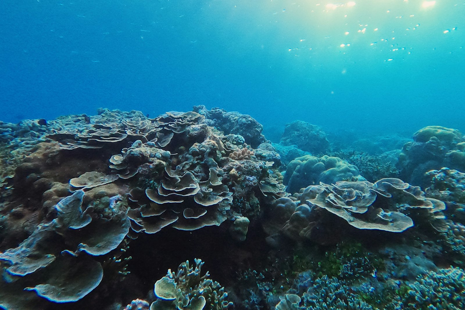 Plate and table corals covering a reef slope in clear blue water