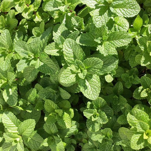 Menta