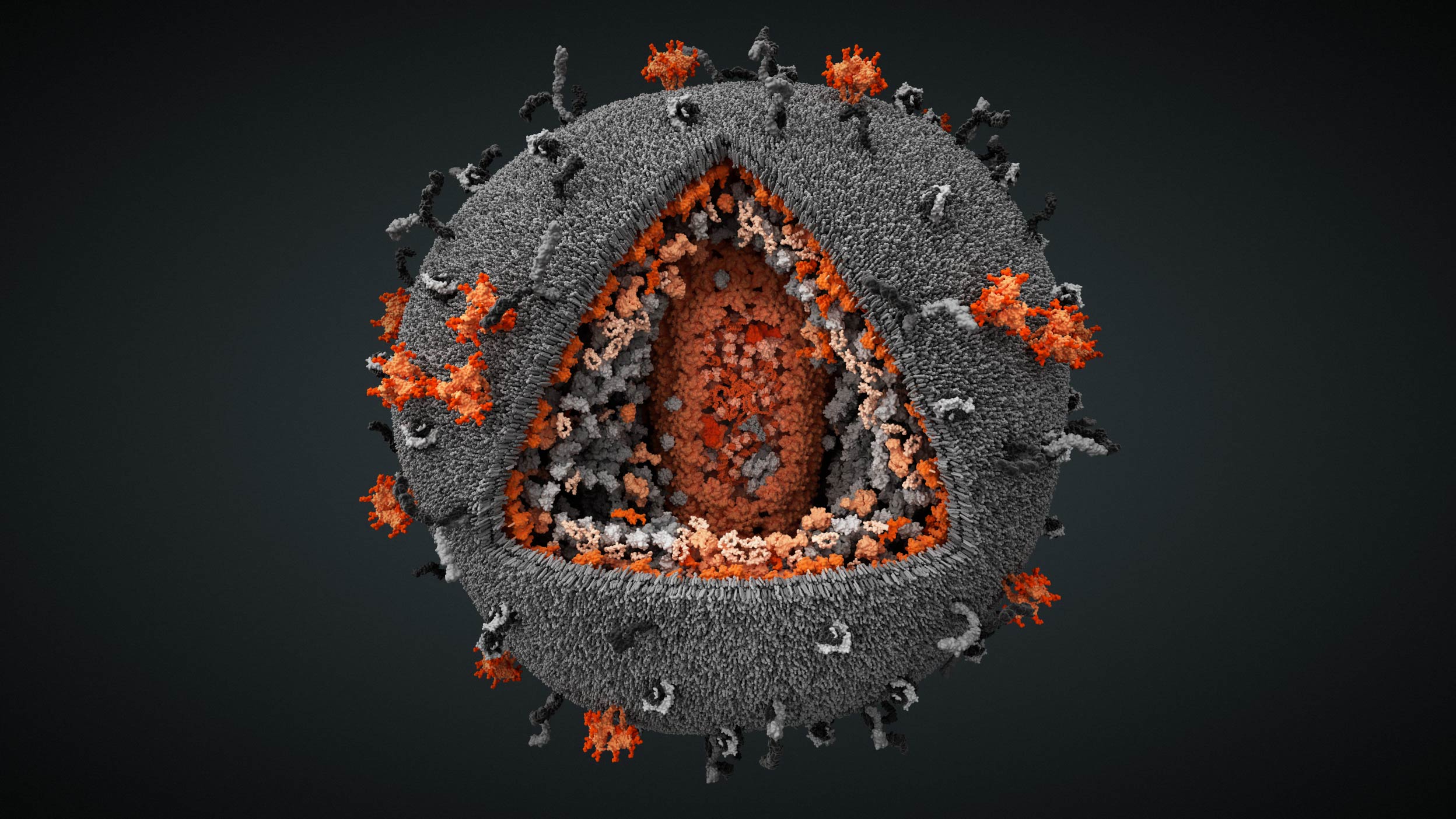 HIV viral particle visualization with a cut-out showing internal capsid structures