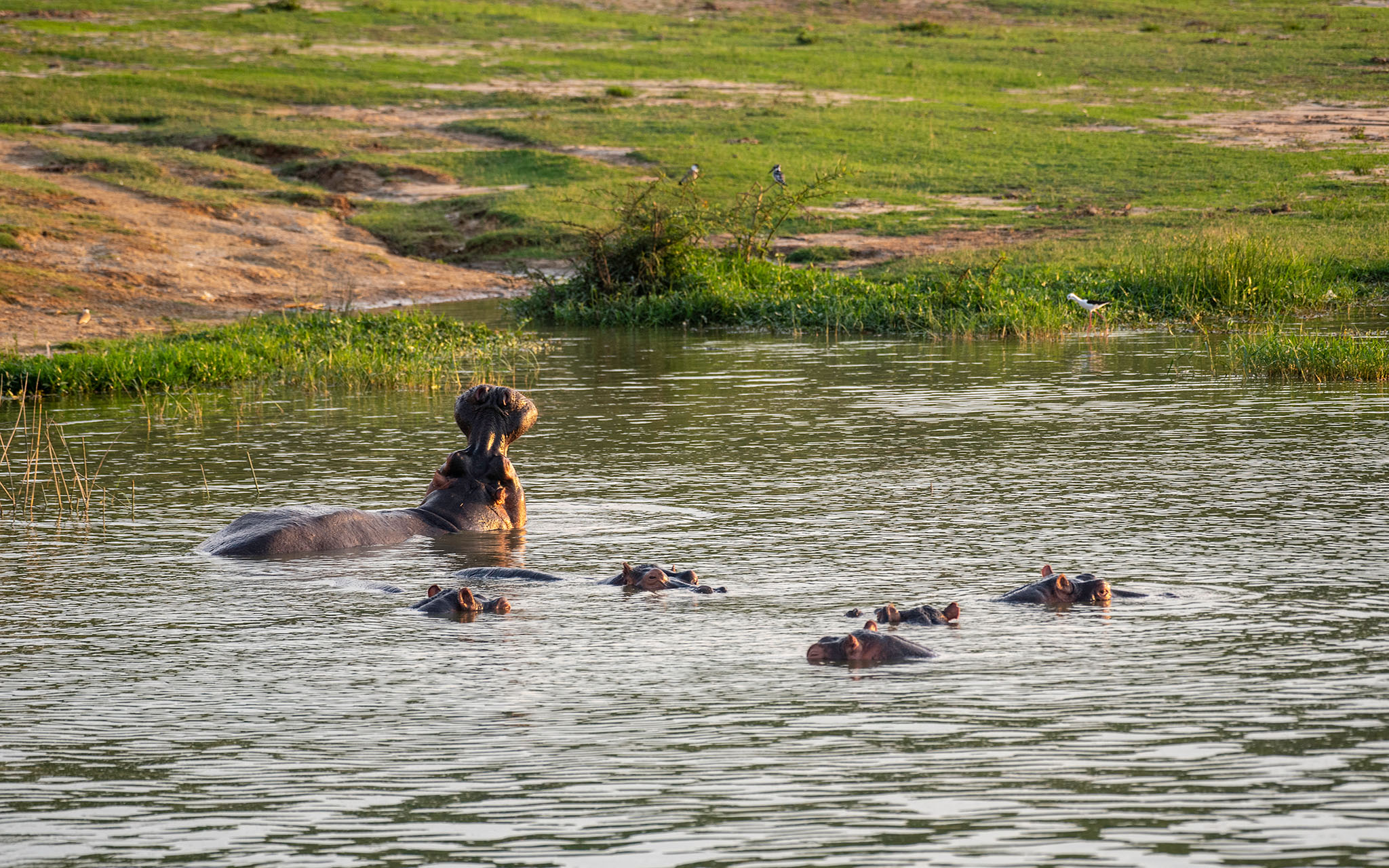 A mother hippo showing off its authority on the banks of the Kazinga Channel