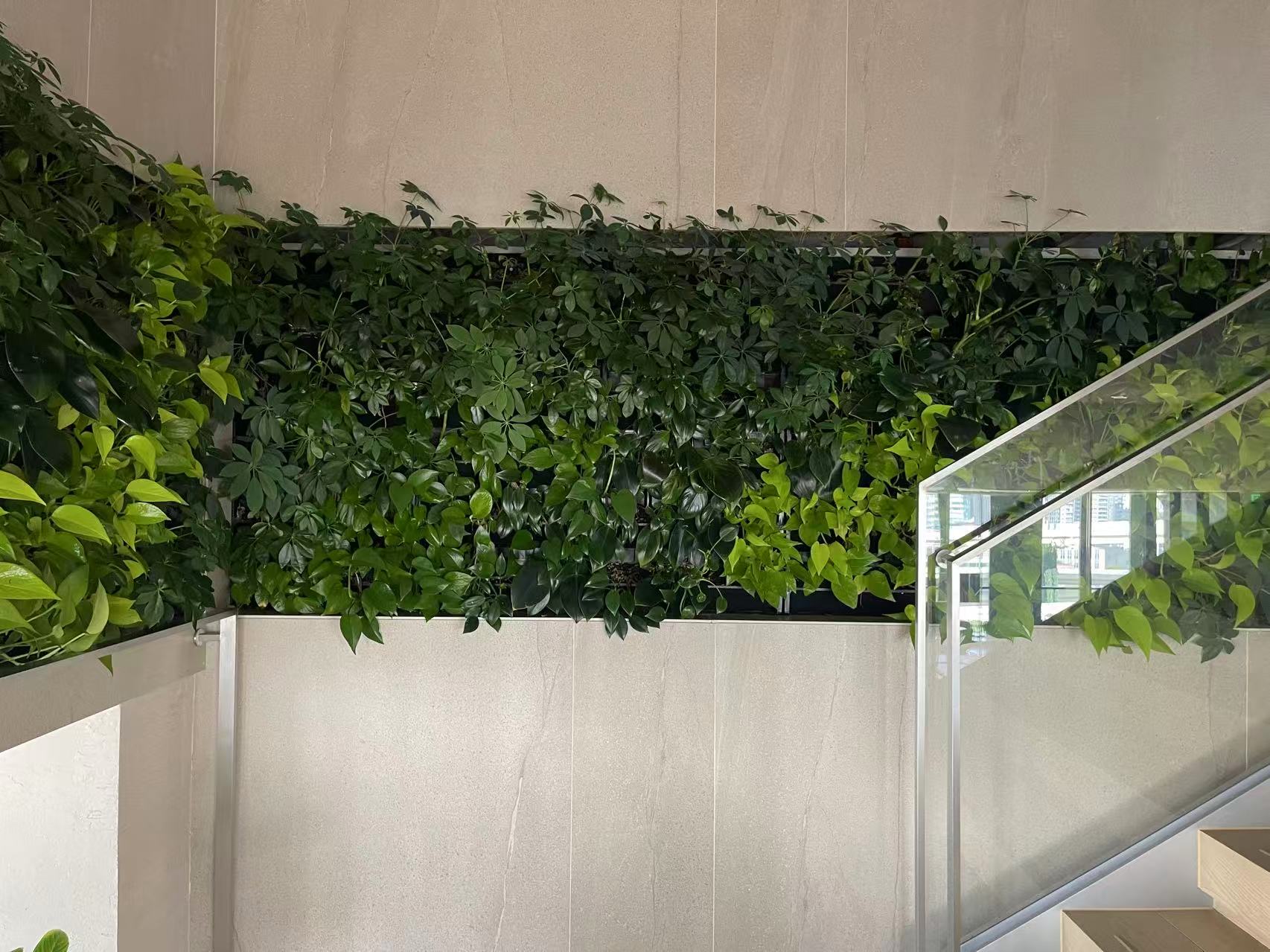 Midorie Canada Indoor greenwalls, soil-less clean living plants elegant design and biophilic