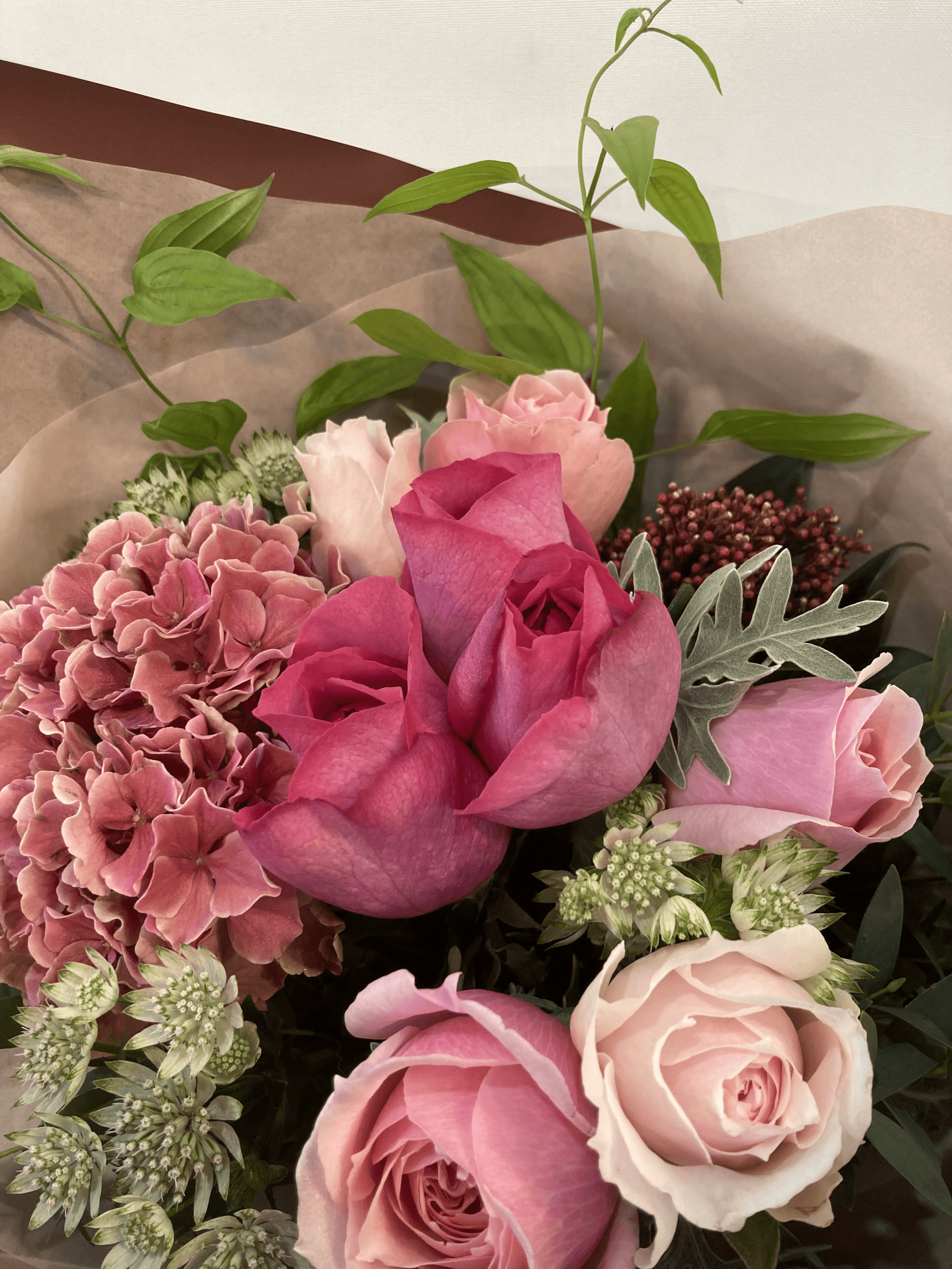 woman holding green leafed plant