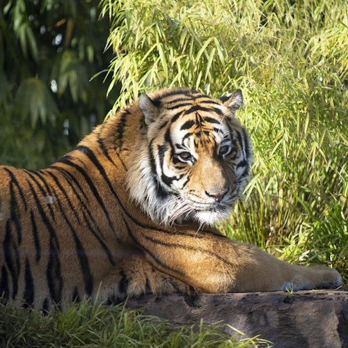 נמר נח על סלע, מוקף בבמבוק ירוק עשיר וצמחייה בסביבה מוארת שמש.