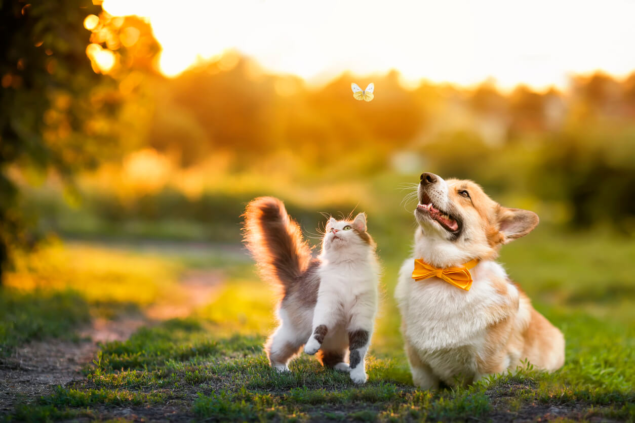 cat and dog looking up at butterfly in the field