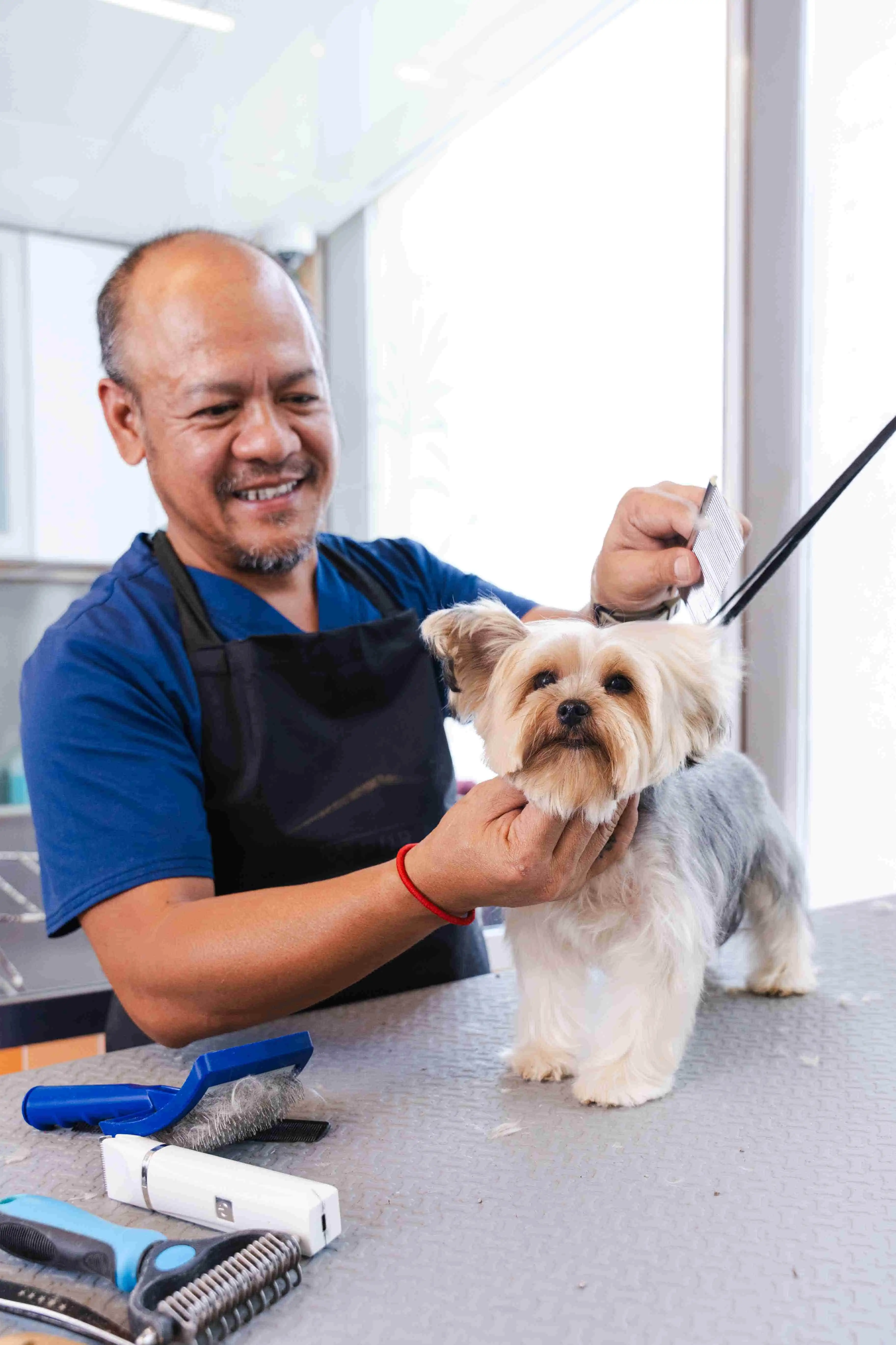 A pet groomer is slowly styling the dog's hair inside the facility.